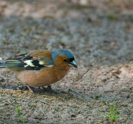 A chaffinch bird is foraging for food on the forest ground, showcasing its vibrant feathers.