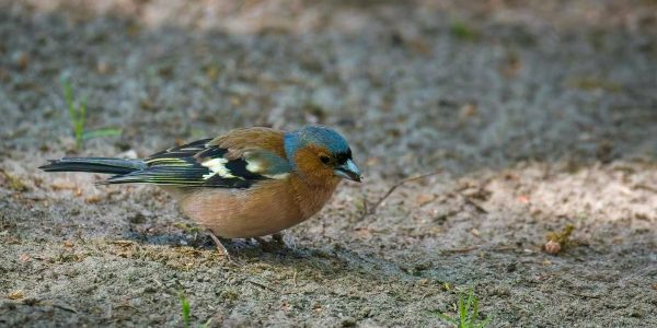 A chaffinch bird is foraging for food on the forest ground, showcasing its vibrant feathers.